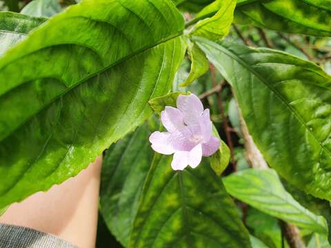 Imagem de Strobilanthes cusia (Nees) O. Kuntze