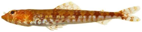 Image of Diamond Lizardfish