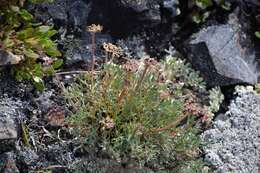 Image of Yukon podistera