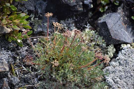 Plancia ëd Podistera yukonensis Mathias & Constance