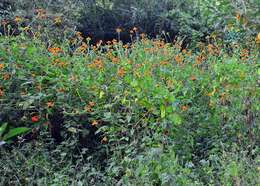 Plancia ëd Tithonia rotundifolia (P. Mill.) Blake