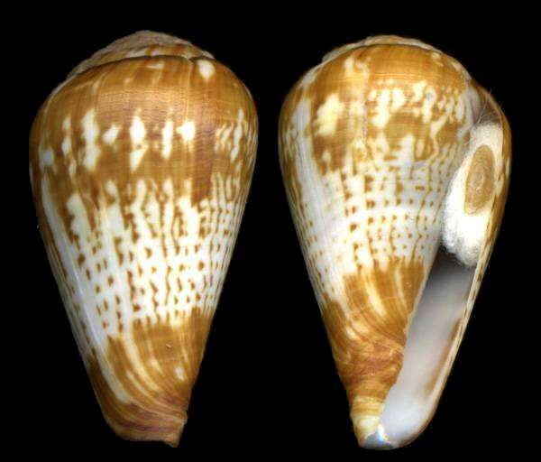 Image of Conus africanus Kiener 1848