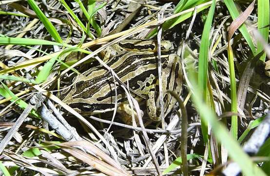 Image of Brown Frog