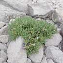 Image de Polemonium elegans Greene