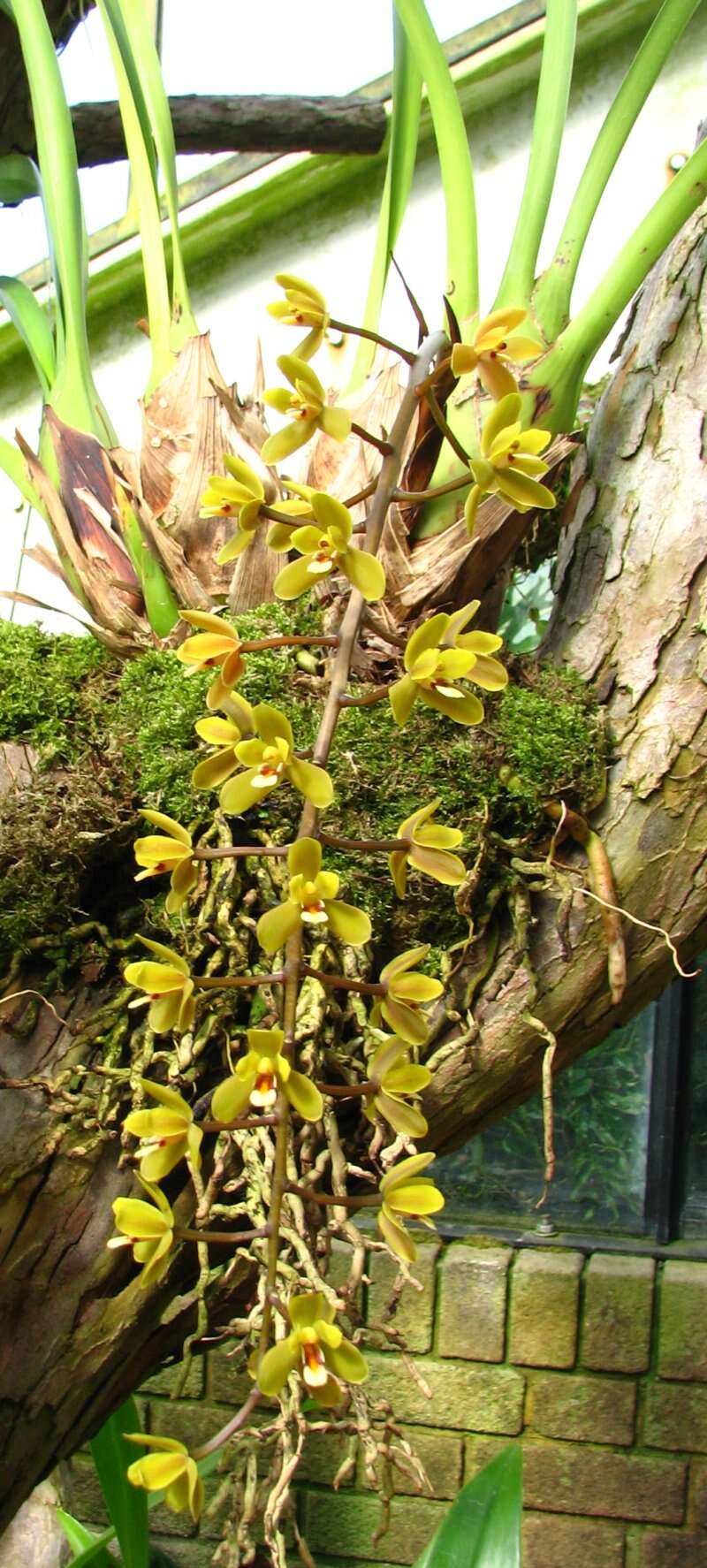 Image de Cymbidium madidum Lindl.