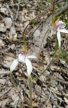 Image of Stark white spider orchid