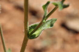 Plancia ëd Hulsea californica A. Gray