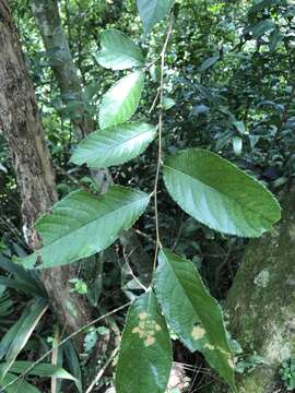 Plancia ëd Photinia beauverdiana C. K. Schneid.