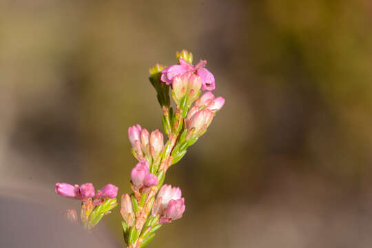 Image of Erica gnaphaloides Thunb.