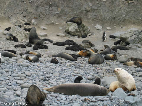 Image of Antarctic Fur Seal