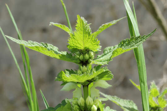 Image of white deadnettle