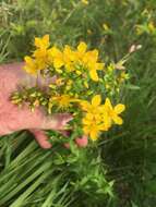 Imagem de Hypericum pseudomaculatum Bush