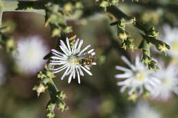 Imagem de Mesembryanthemum articulatum Thunb.