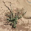 Image of Salvia spinosa subsp. spinosa