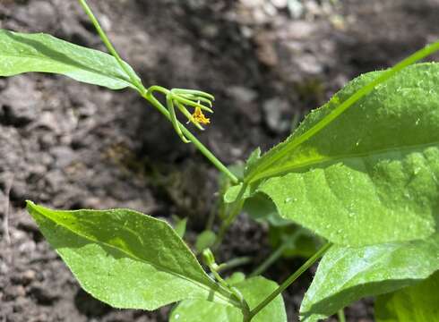 Image of endive daisy