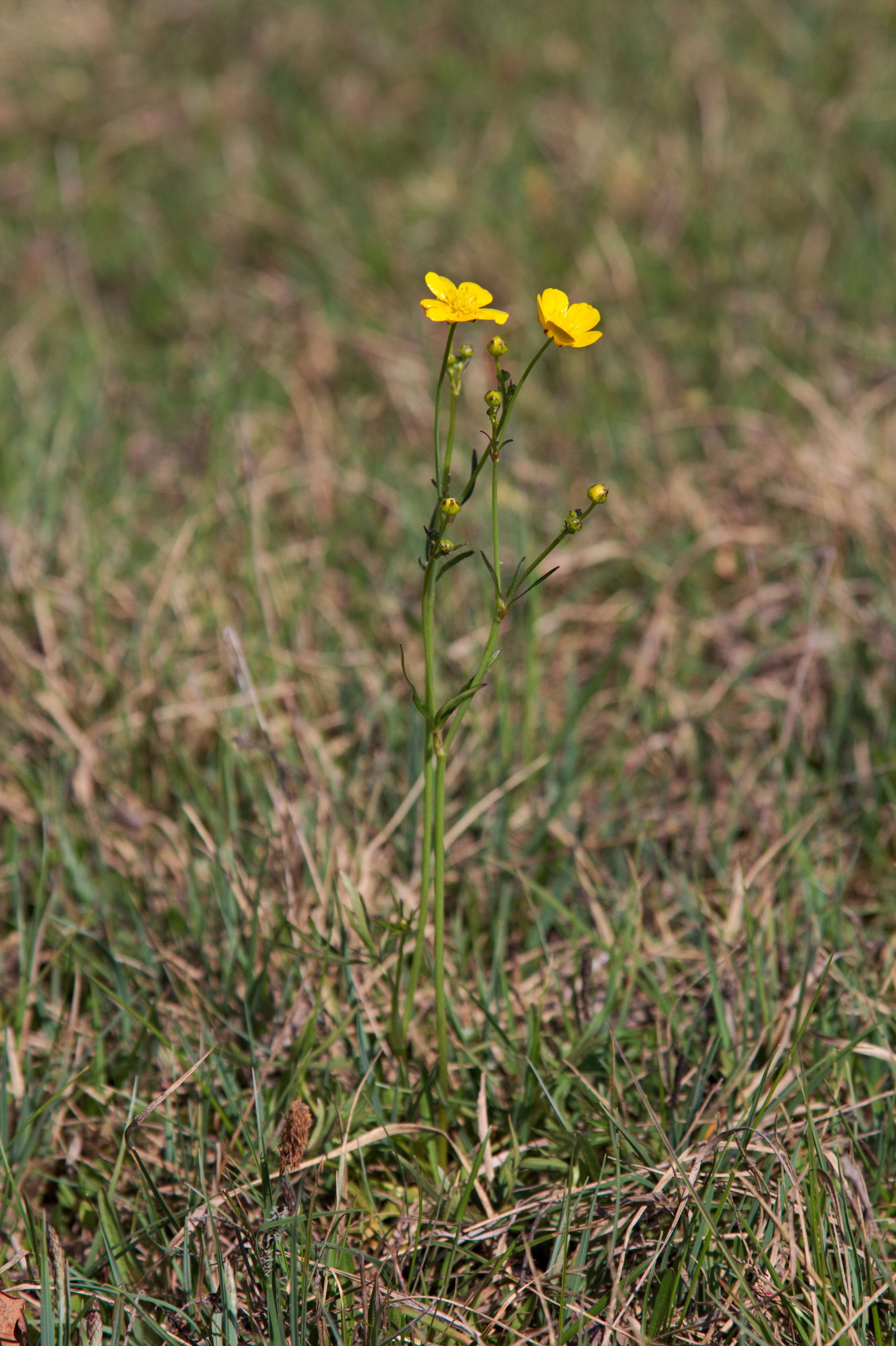 Imagem de Ranunculus acris L.