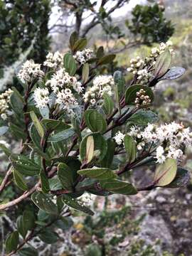 Image of Miconia ligustrina (Sm.) Triana