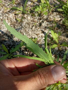 Image of Atriplex intracontinentalis Sukhor.