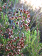 Image of Erica sonderiana Guthrie & Bolus