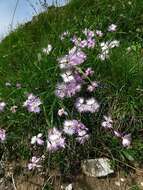 Sivun Dianthus sternbergii Sibth. kuva