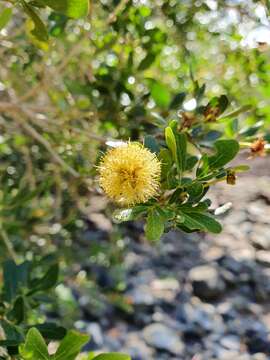 Image of Archidendropsis thozetiana (F. Muell.) I. C. Nielsen