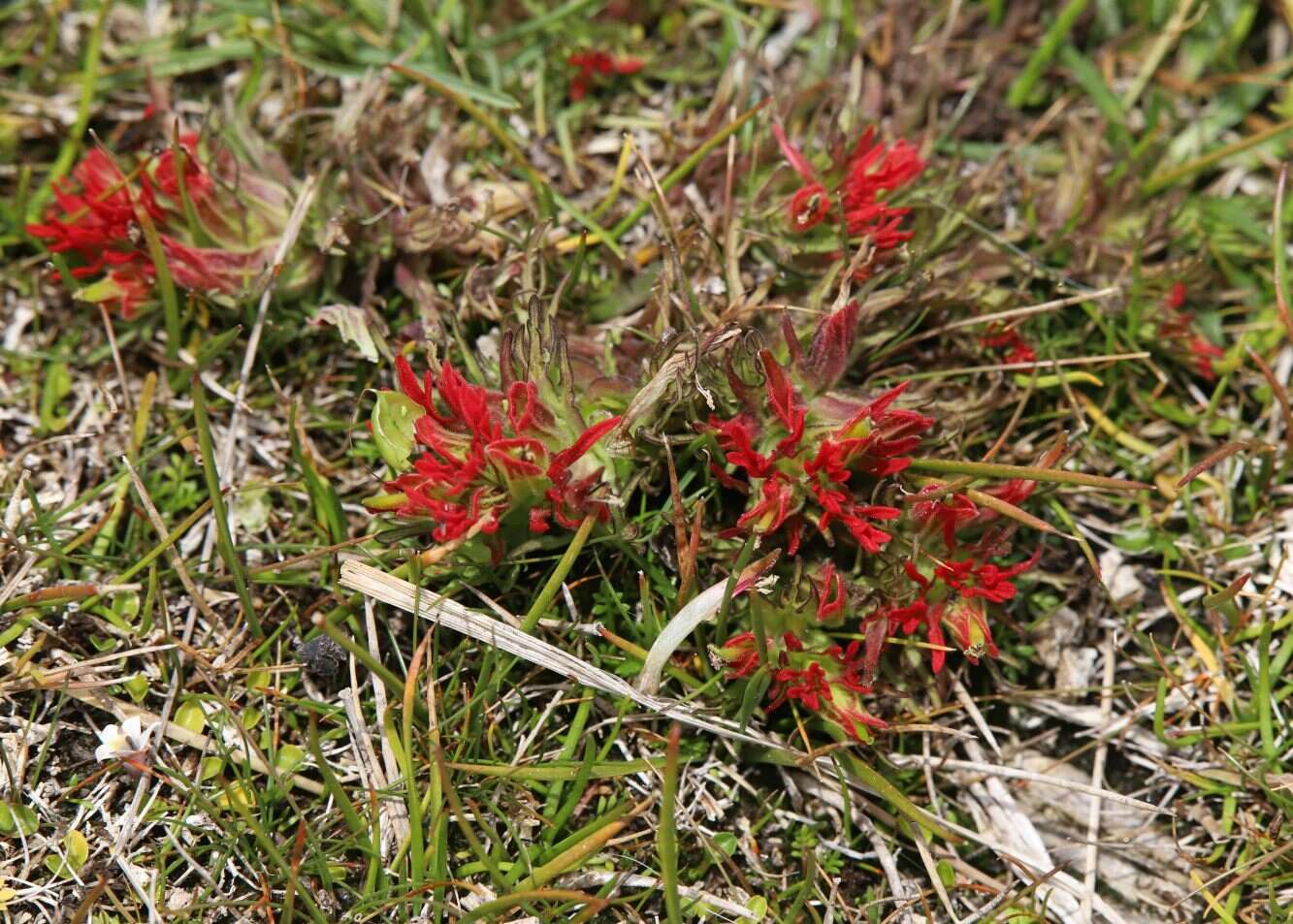 Image of Castilleja pumila (Benth.) Weddell