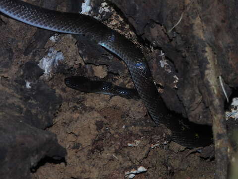 Image of Travancore Wolf Snake