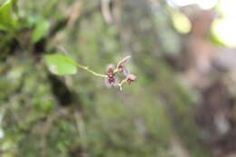 Image of Stelis villosa (Knowles & Westc.) Pridgeon & M. W. Chase