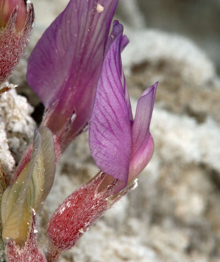 Image of Fish Slough milkvetch