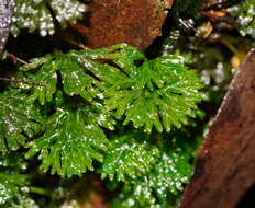 Image of Hymenophytaceae