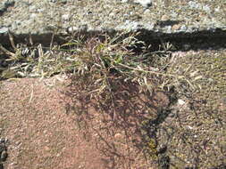 Image of small love grass