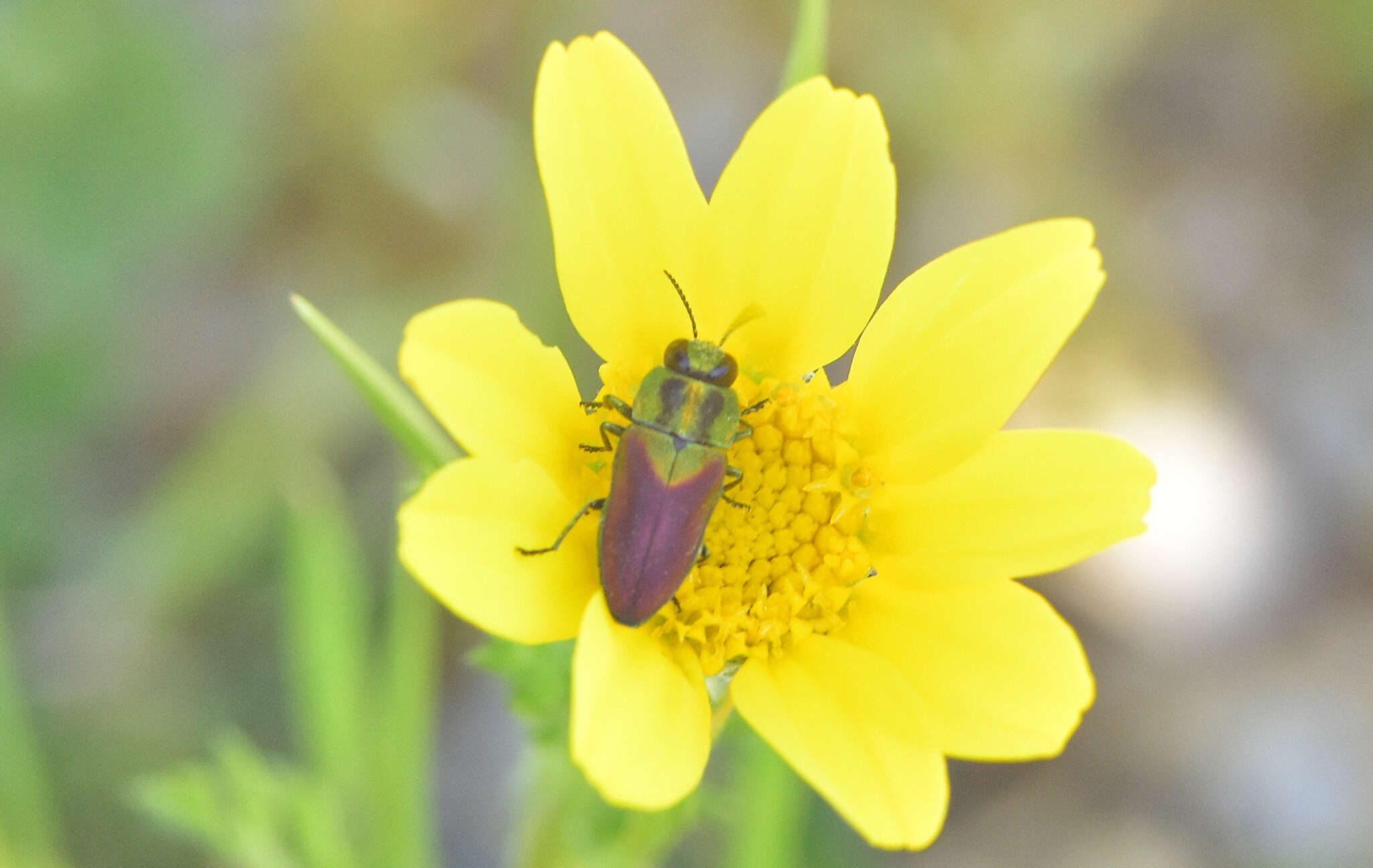 Image of Anthaxia passerinii (Pecchioli 1837)