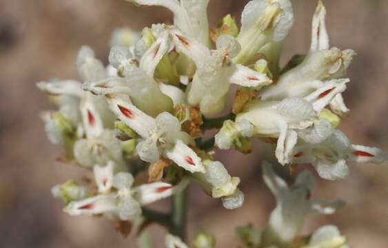 Imagem de Ehrendorferia ochroleuca (Engelm.) T. Fukuhara