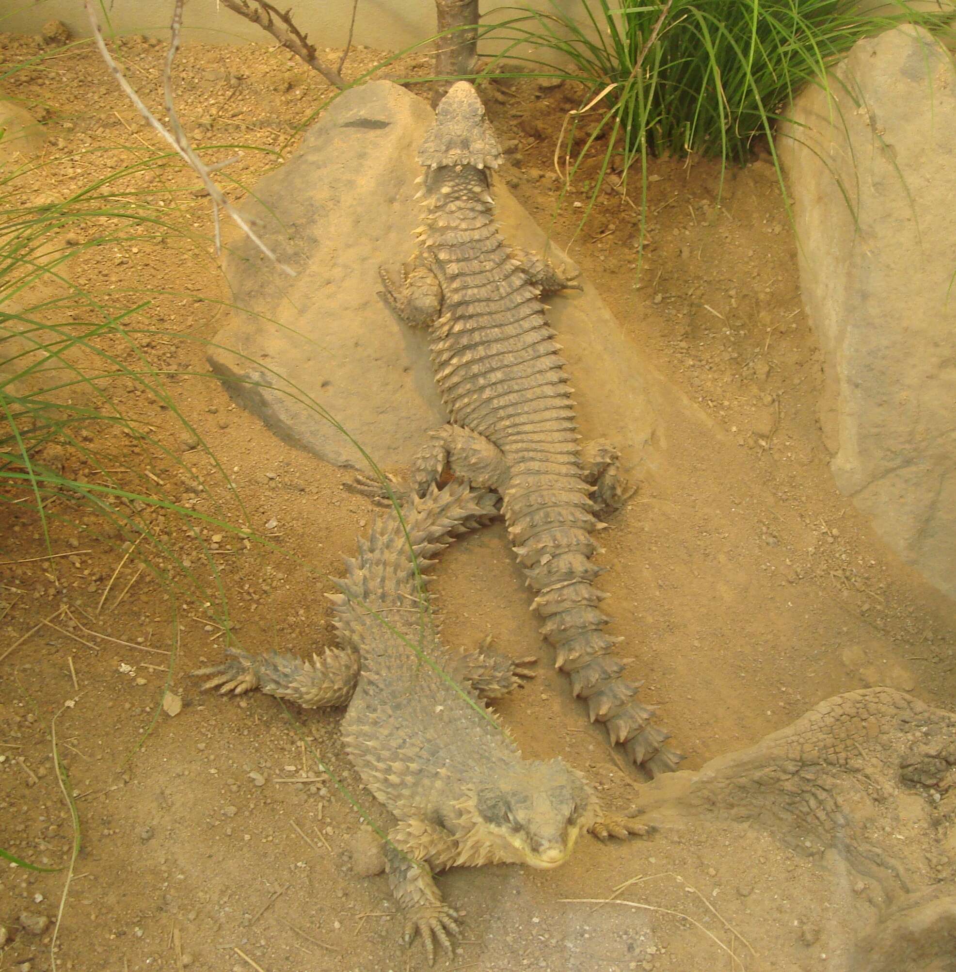 Image of Giant girdled lizard