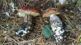 Image of Leccinum manzanitae Thiers 1971