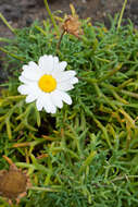 Image of marguerite