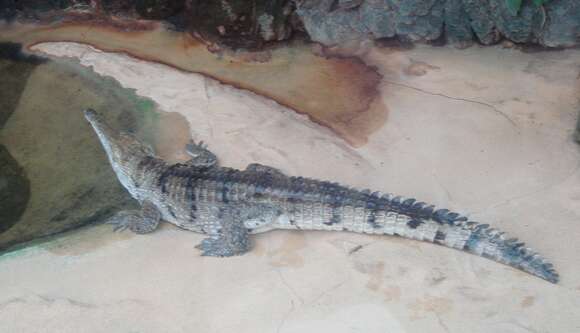 Image of Australian Freshwater Crocodile