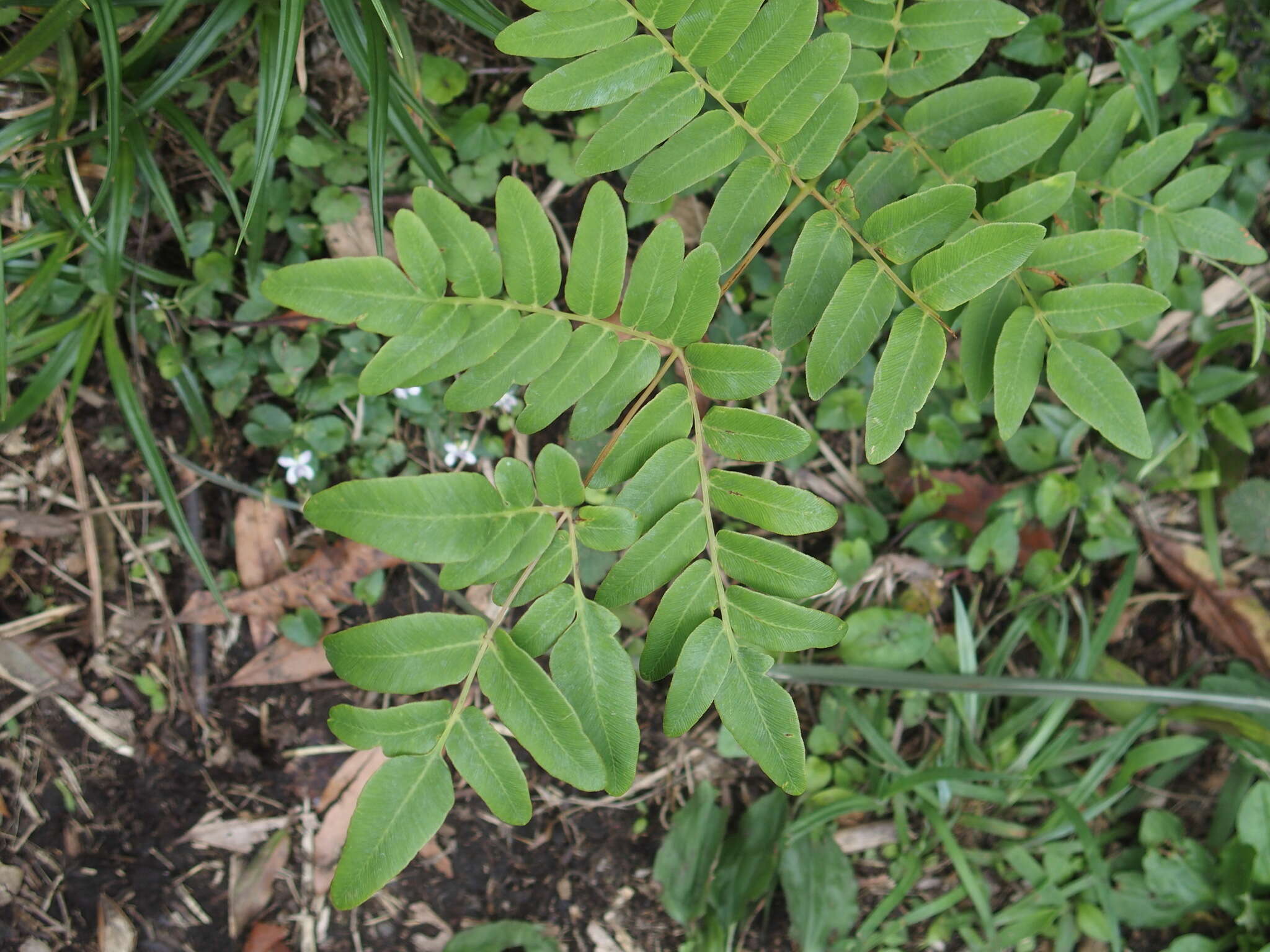 Plancia ëd Osmunda japonica Thunb.