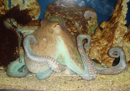 Image of Common octopus