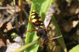 Image of Nomada zonata Panzer 1798