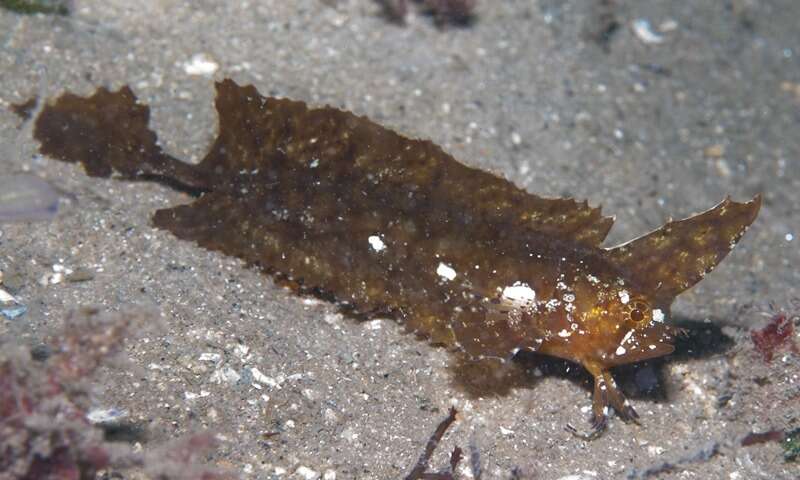 Image of Crested weedfish