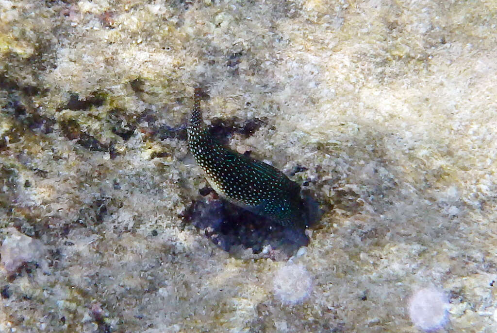 Canthigaster margaritata (Rüppell 1829) resmi