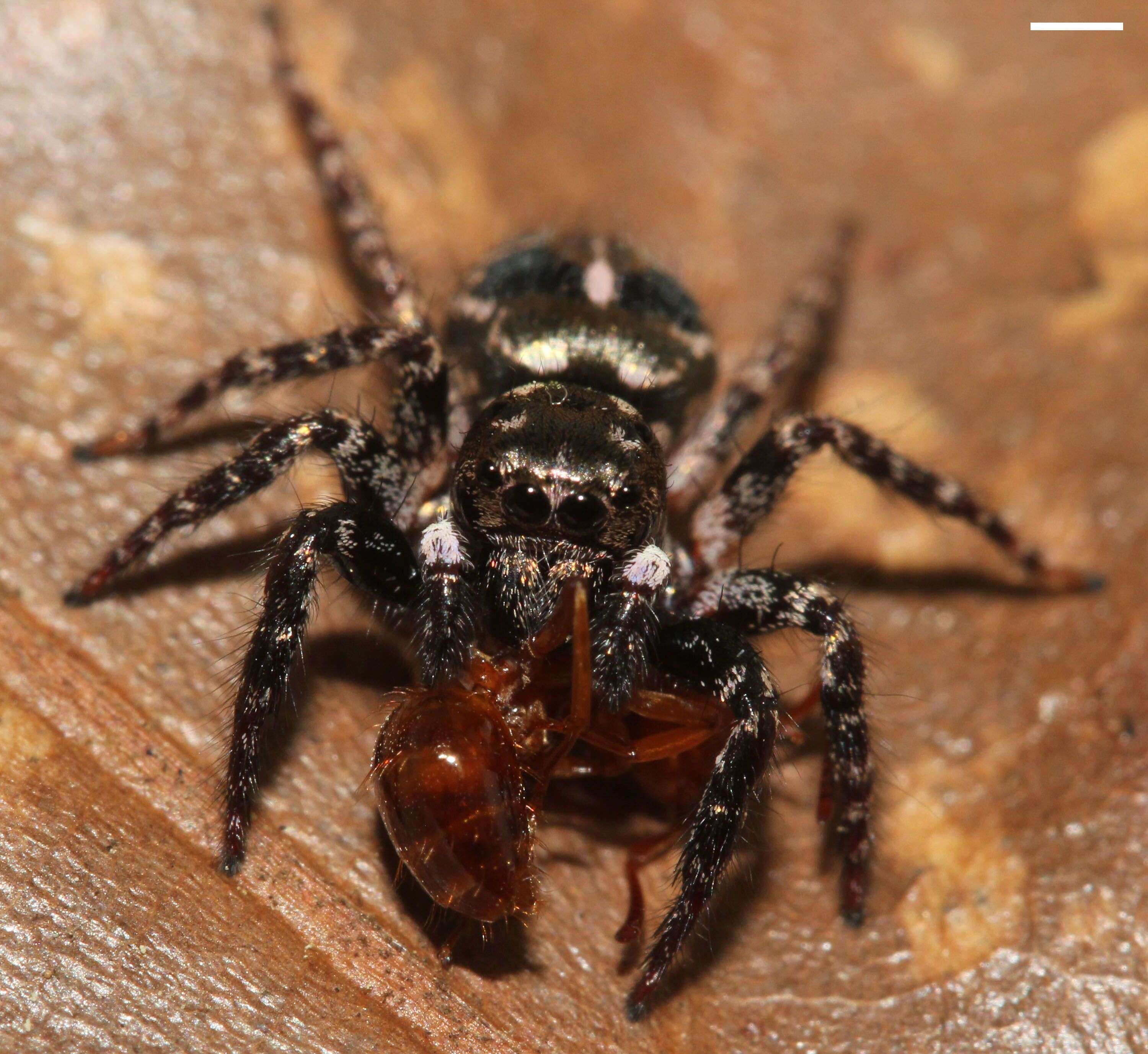 Image of Twinflagged Jumping Spider