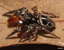 Image of Twinflagged Jumping Spider