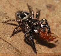 Image of Twinflagged Jumping Spider