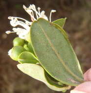 Image de Capparis sepiaria var. citrifolia (Lam.) Tölk.