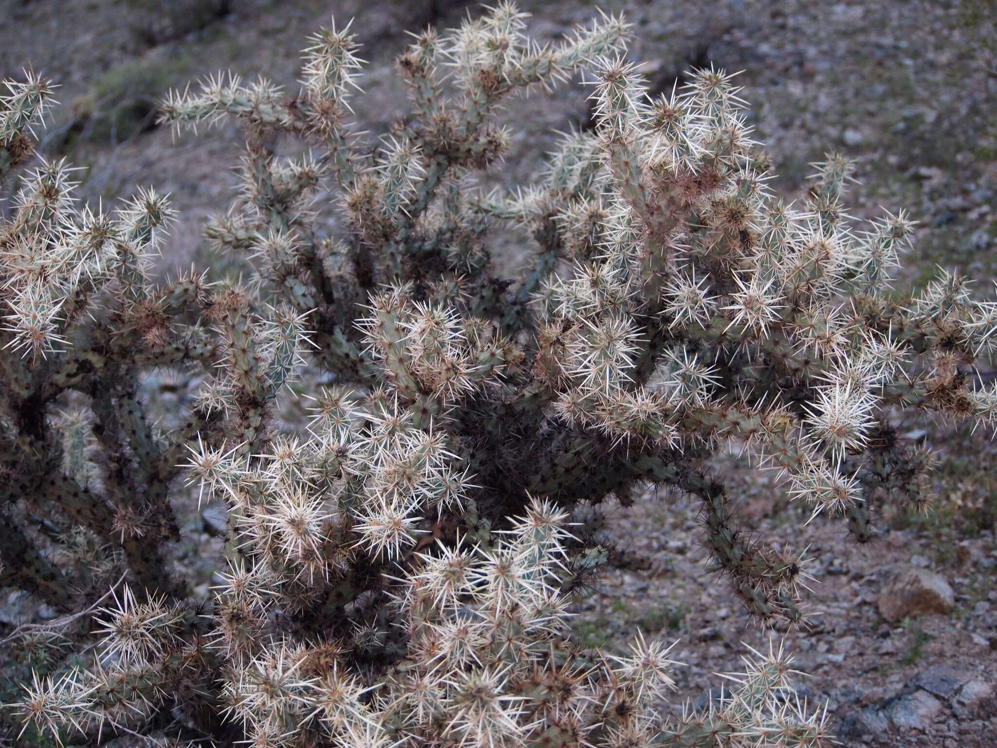 Imagem de Cylindropuntia acanthocarpa (Engelm. & J. M. Bigelow) F. M. Knuth