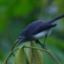 Image of Slate-throated Gnatcatcher