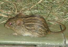 Image of Barbary Lemniscomys