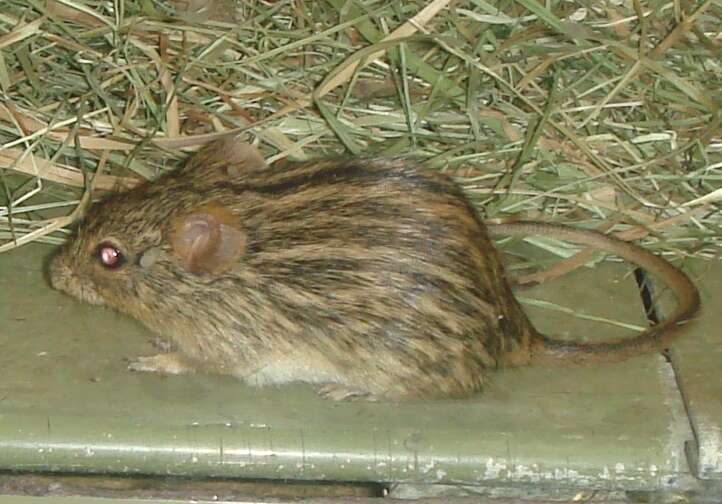 Image of Barbary Lemniscomys